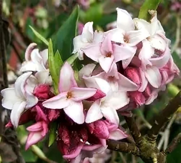 Daphne Odora Flower