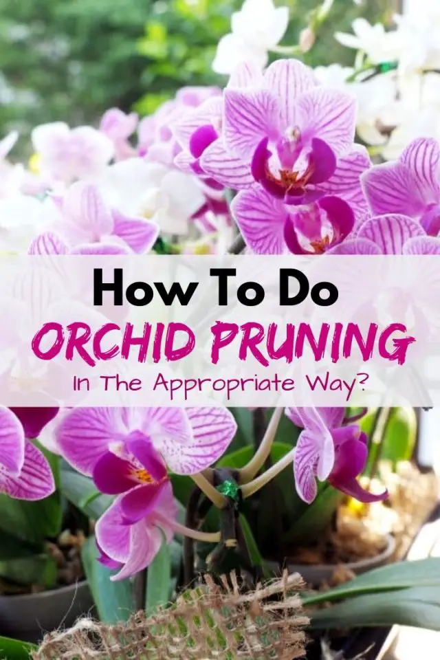 How To Do Orchid Pruning In The Appropriate Way? Amaze Vege Garden
