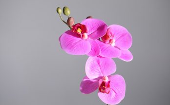 Phalaenopsis