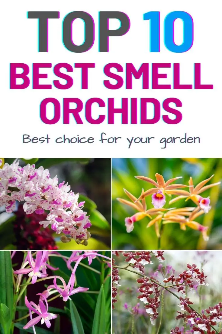 Top 10 Best Smell Orchids