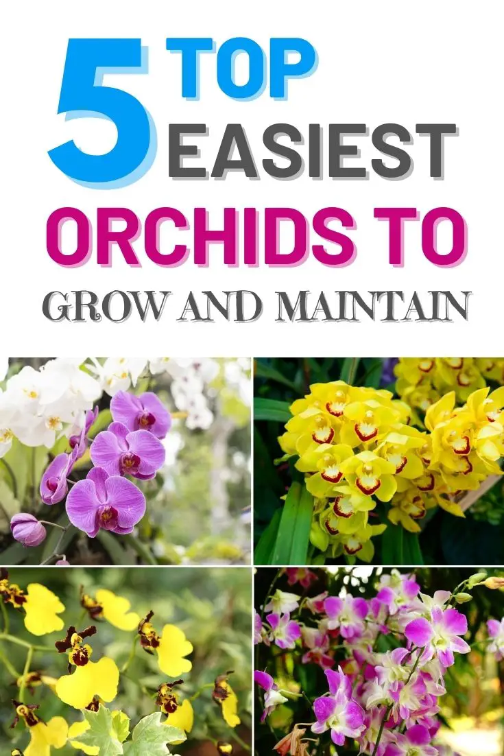 Top 5 Easiest Orchids to Grow