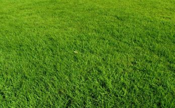 bermuda grass