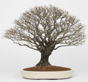 broom bonsai