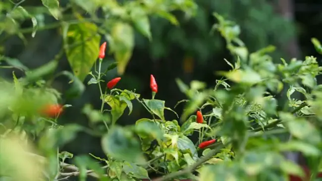 chilies plant