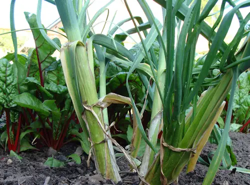 garlic plant