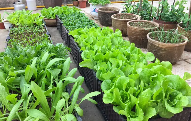 grow herb indoor