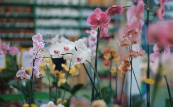 orchid flowers