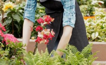 orchid pruning