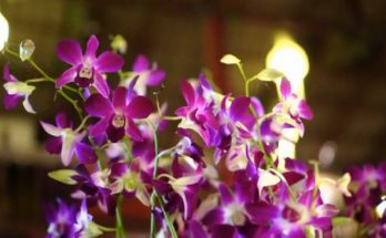 types of orchids