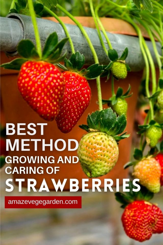 Best Method Of Growing, Harvesting, and Caring of Strawberries Amaze
