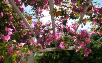 Bougainvillea Plant