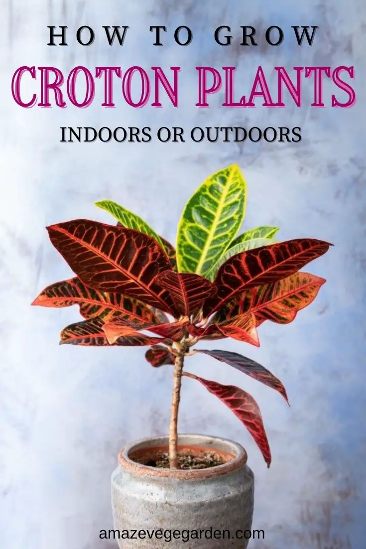 How To Grow Croton Plants Indoors Or Outdoors