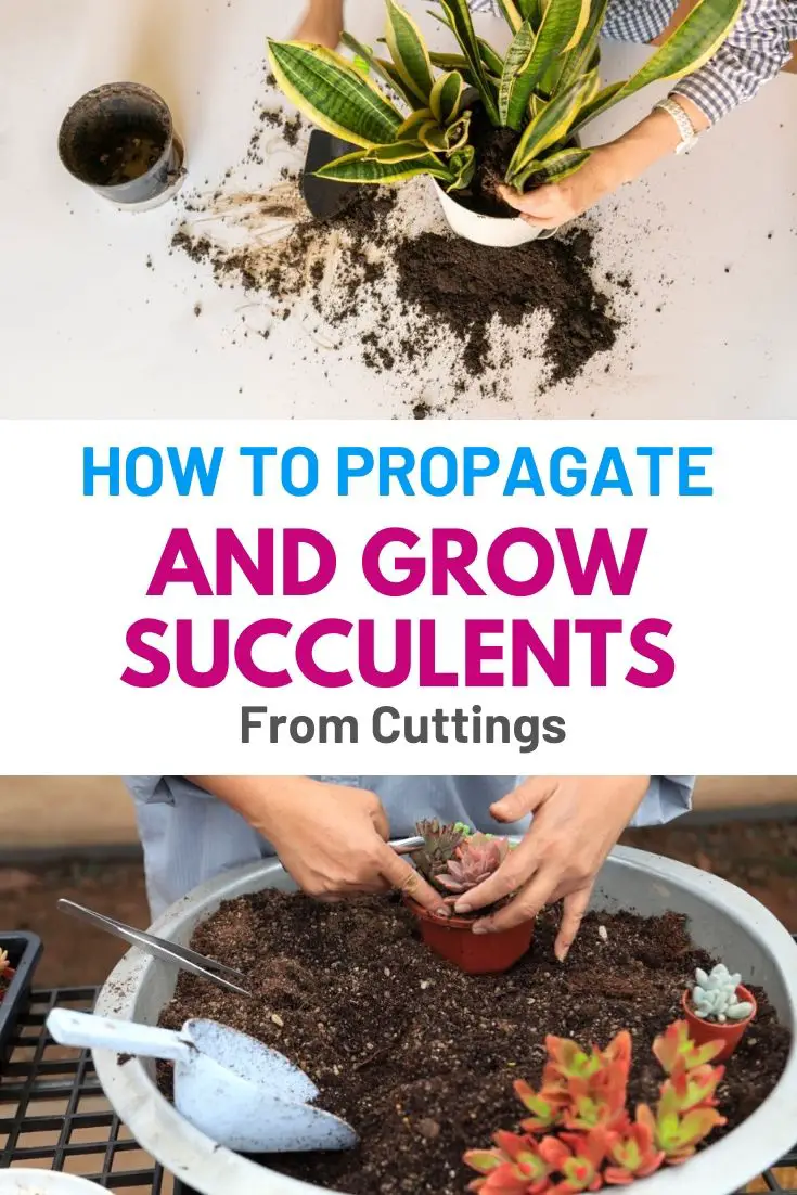 How To Propagate and Grow Succulents From Cuttings