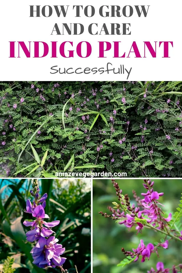 How to Successfully Grow and Care for an Indigo Plant