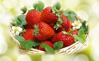 June Bearing strawberries