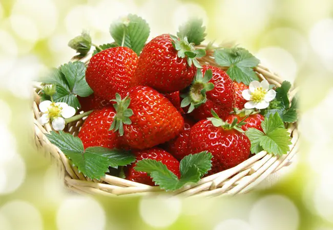 June Bearing strawberries