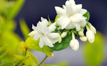 arabian jasmine flowers