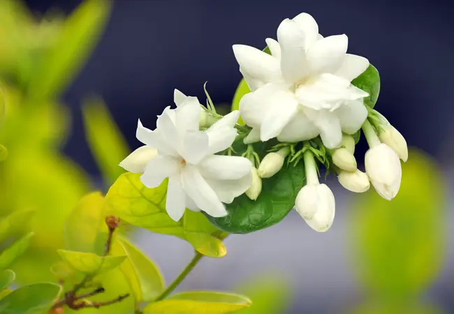 arabian jasmine flowers