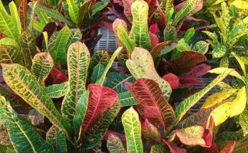croton mammy