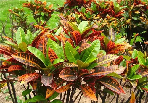 How To Grow Croton  Plants  Indoors  Or Outdoors Amaze Vege 