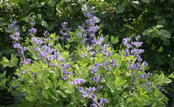 indigo plant