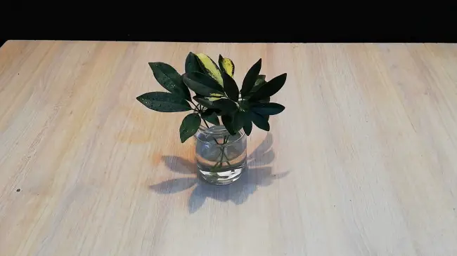plant in glass with water