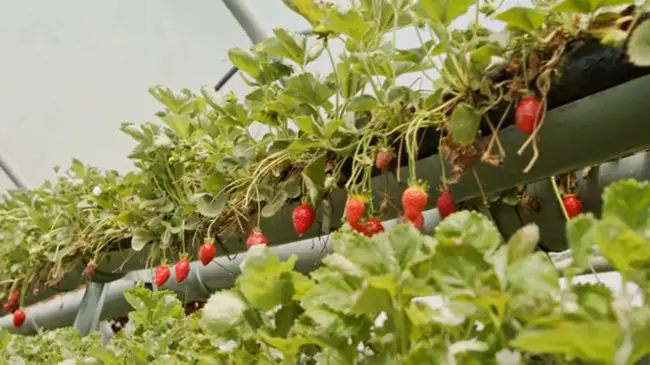 planting strawberry