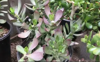 propagate succulents