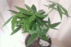 propagate trinette arboricola landscaping