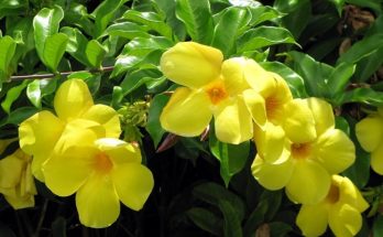 yellow allamanda