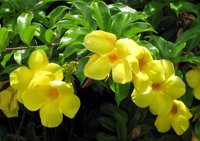 yellow allamanda
