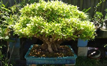 Bonsai tree