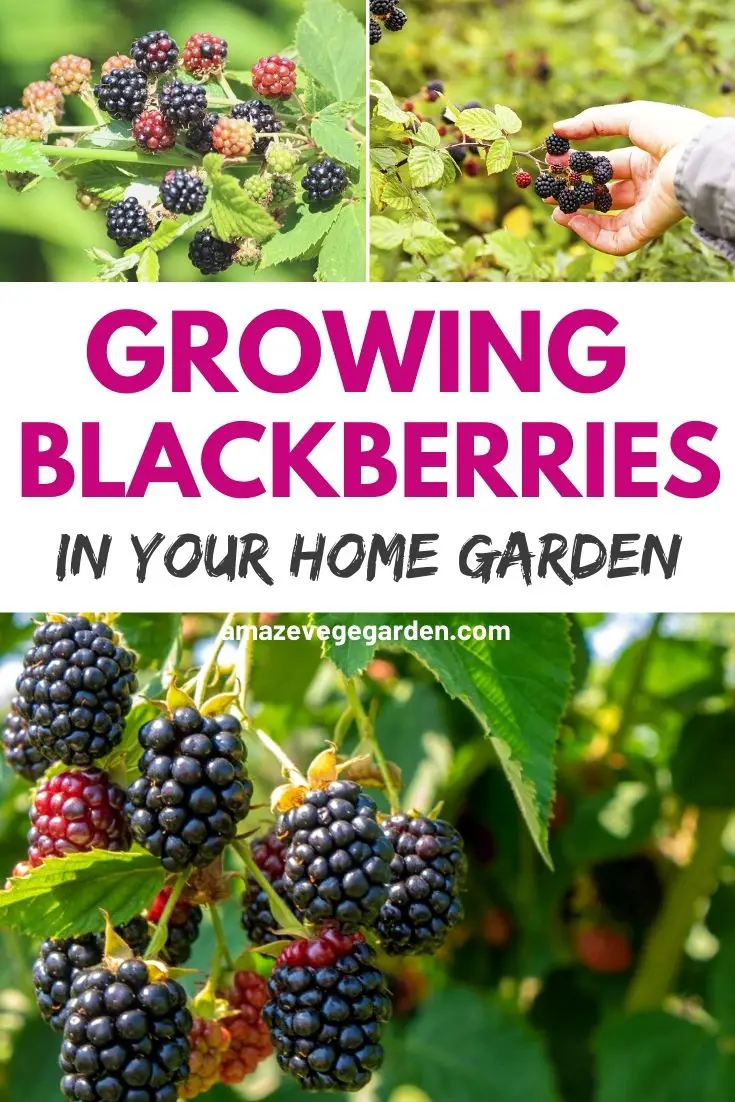 Growing Blackberries In Your Home Garden