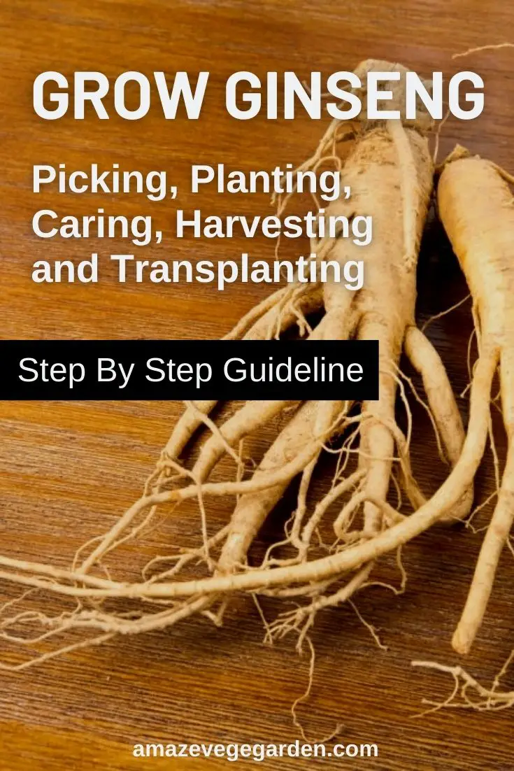 Growing Ginseng – Picking, Planting, Caring, Harvesting and Transplanting