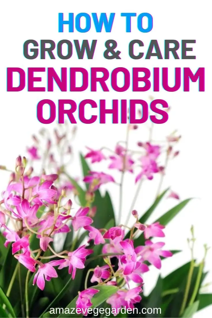 How To Grow and Care for Dendrobium Orchids