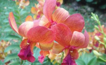 hybrid dendrobium orchid