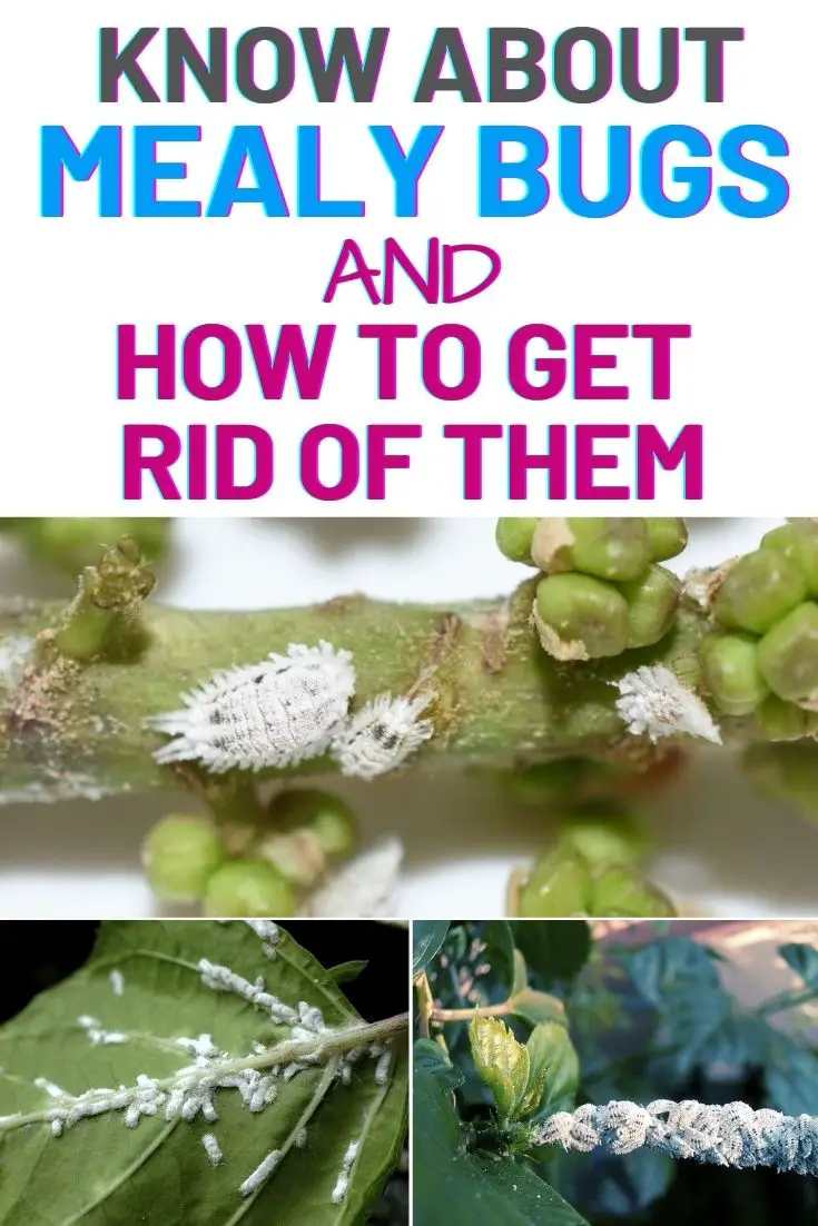 Know About Mealy Bugs and How to Get Rid of Them