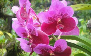 purple orchid flower