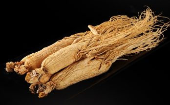 ginseng harvested