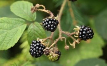 growing blackberries