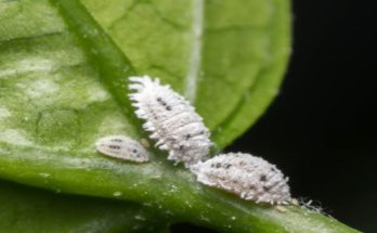 mealybugs on plant