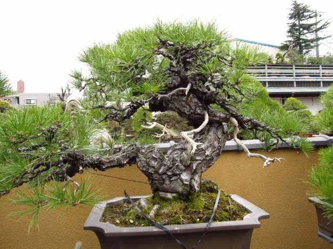 nice bonsai
