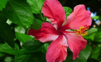 red hibiscus