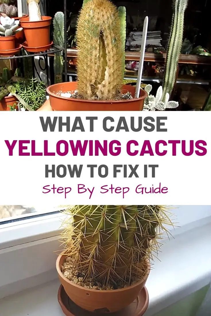 What Cause Yellowing Cactus and How to Fix It