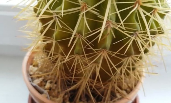 yellowing cactus at bottom