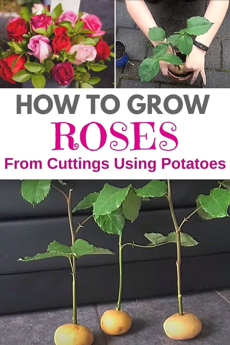 How To Grow Roses From Cuttings Using Potatoes
