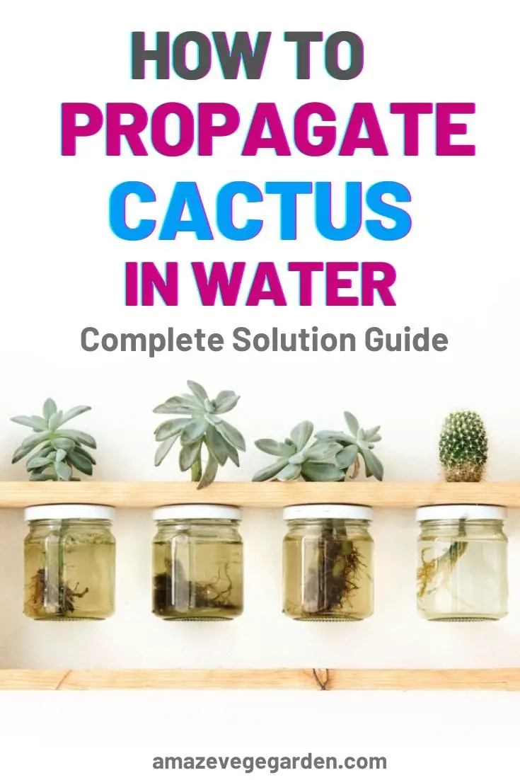 How to Propagate Cactus in Water