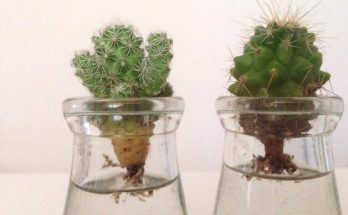 propagate cactus in water