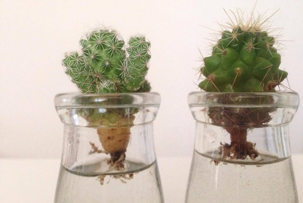 propagate cactus in water