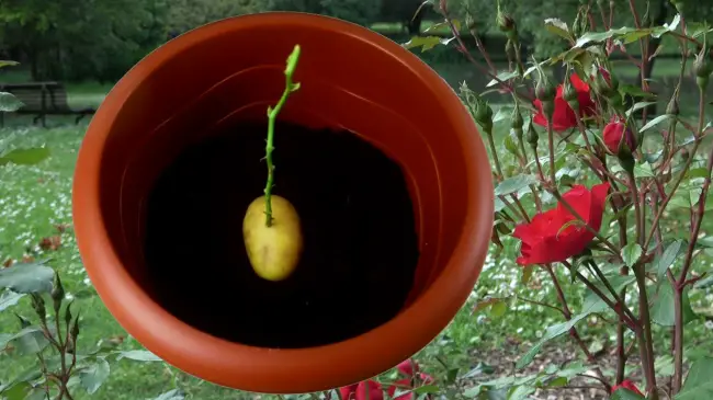 rose cutting from potatoes